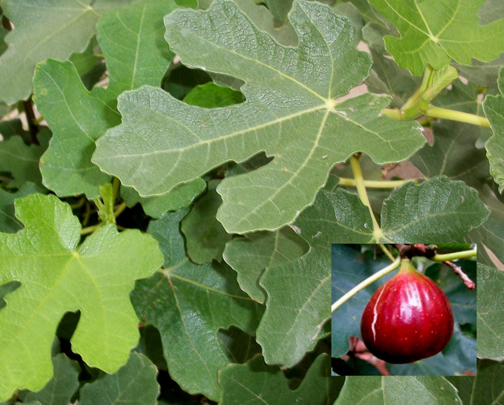 Brown Turkey Fig (Ficus brown &