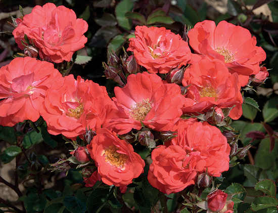 Coral Drift® Rose (Rosa &