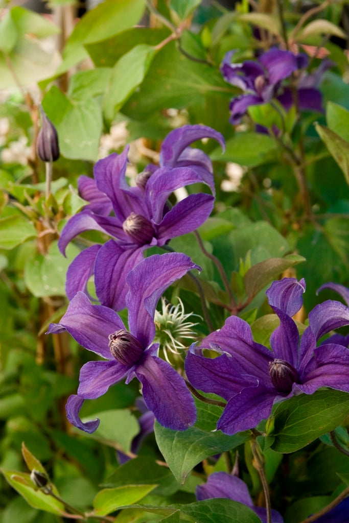 Sapphire Indigo™ Clematis (Clematis sapphire &