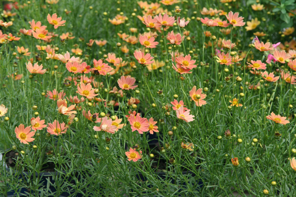 Creme Caramel™ Tickseed (Coreopsis verticillata &
