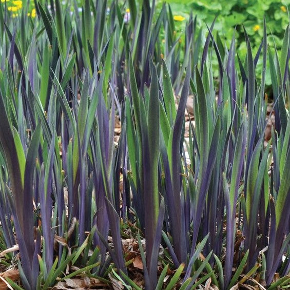Purple Flame Iris (Iris versicolor &