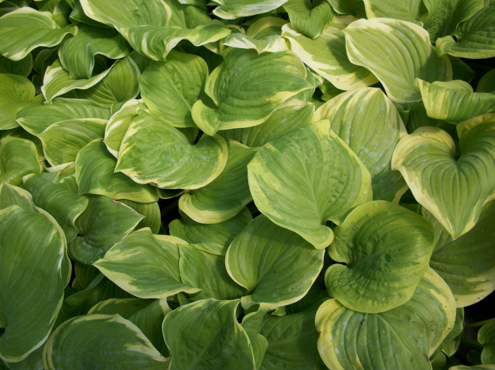 Fragrant Bouquet Plantain Lily (Hosta fragrant &