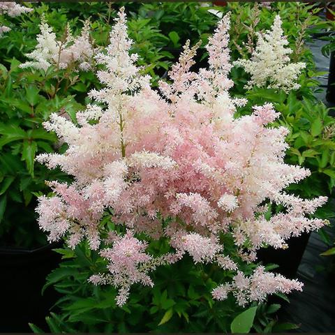 Younique Pink Astilbe (Astilbe &
