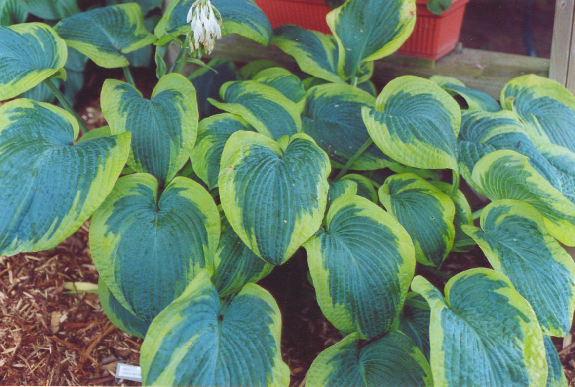 Francis Williams Plantain Lily (Hosta francis &