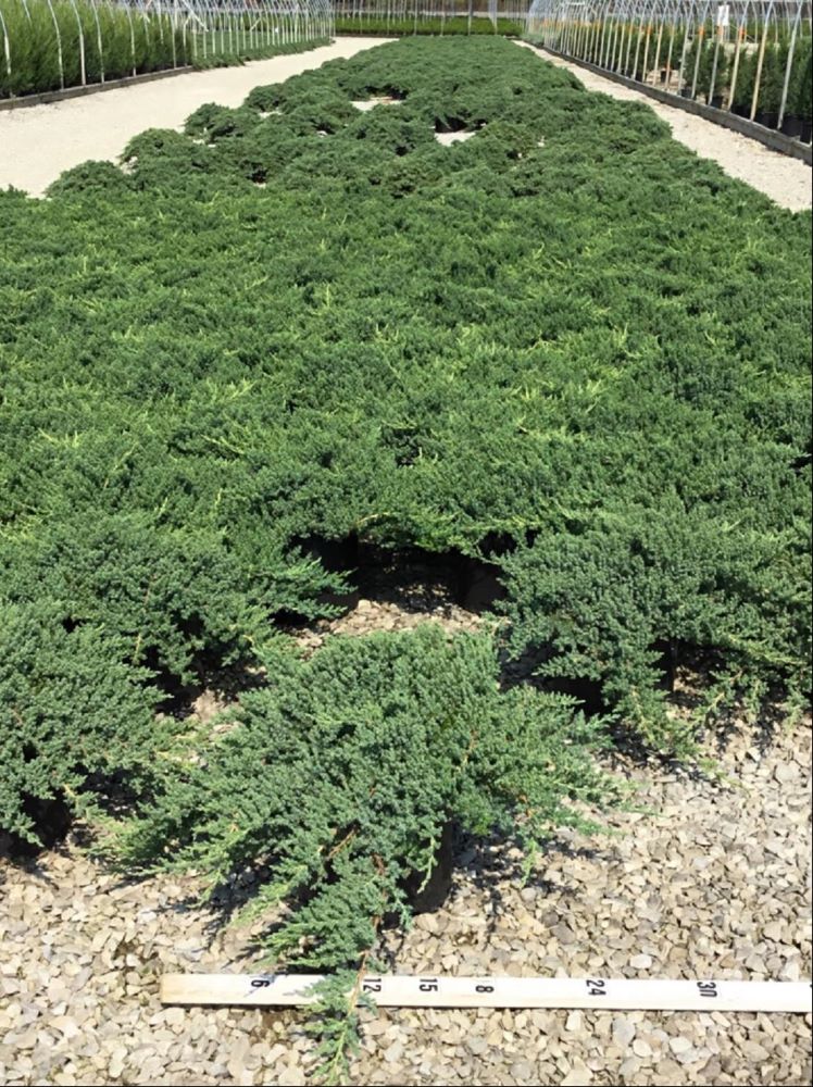 Dwarf Japanese Garden Juniper (Juniperus chinensis &