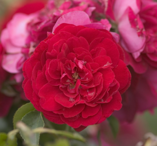 Paint the Town Rose (Rosa E.E &