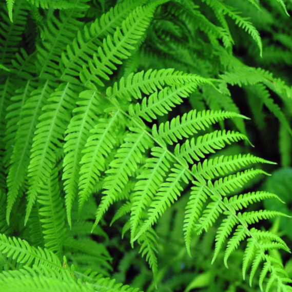 Fern New York (Thelypteris &