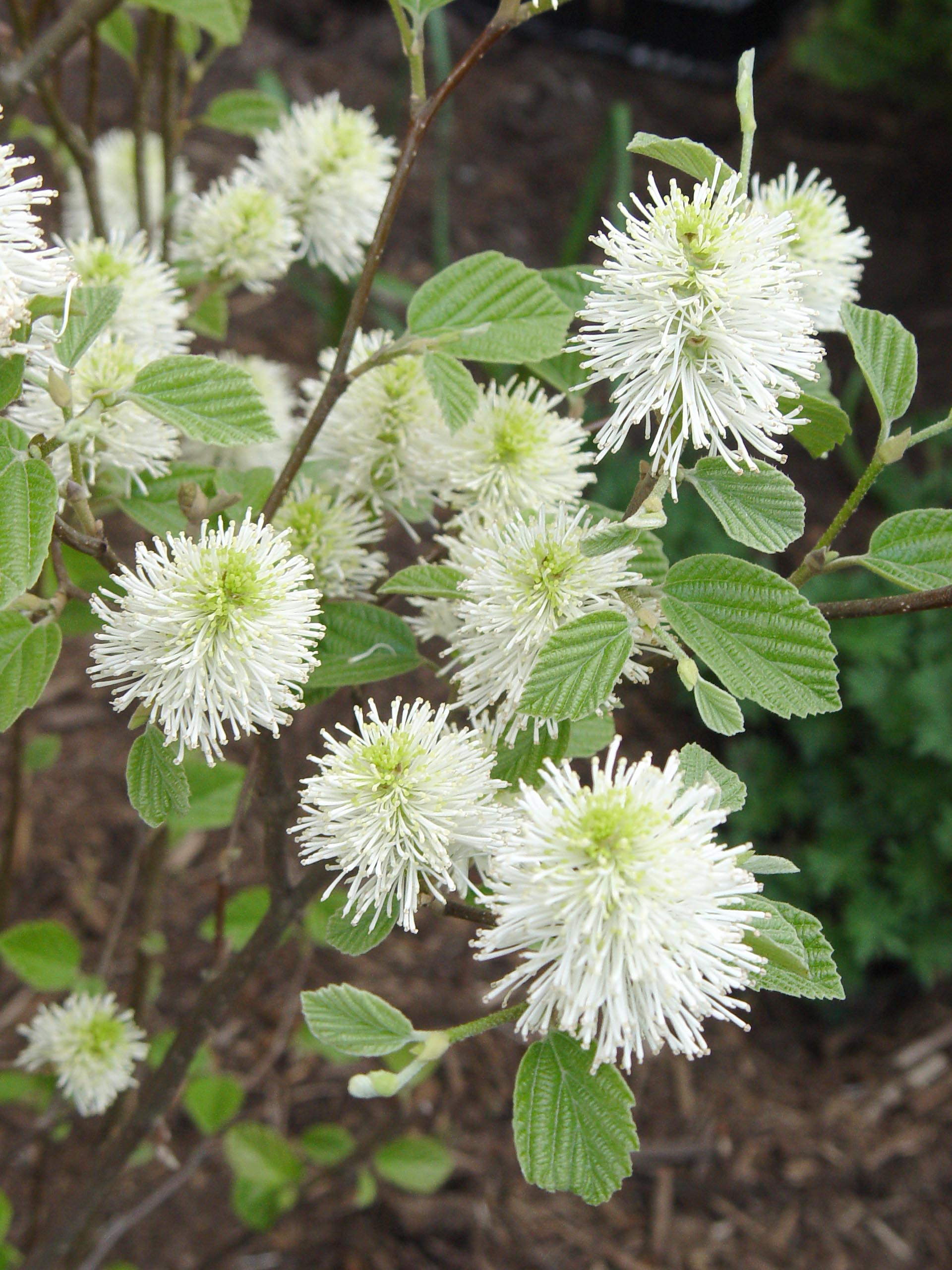 Mount Airy Dwarf Fothergilla (Fothergilla gardenii &