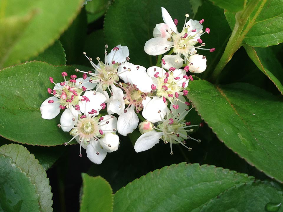 Low Scape Mound® Chokeberry (Aronia &