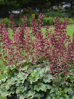 Berry Timeless Coralbells (Heuchera &