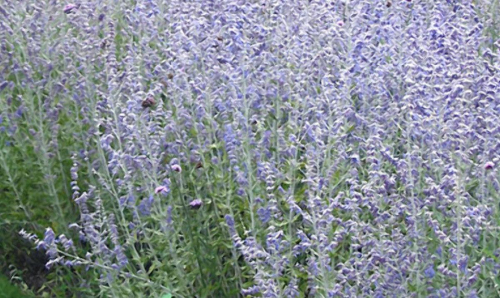 Blue Jean Baby Russian Sage (Perovskia atriplicifolia &