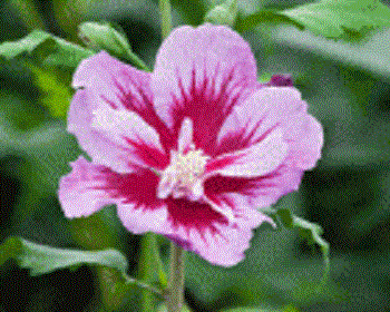 Purple Pillar® Rose of Sharon (Hibiscus syriacus &