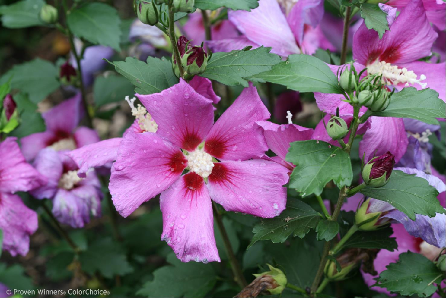 Purple Satin Rose of Sharon (Hibiscus syriacus &