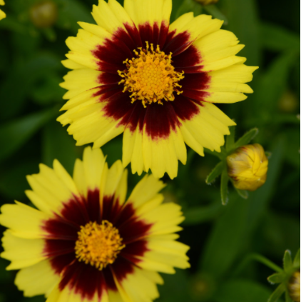 Uptick® Yellow and Red Tickseed (Coreopsis &