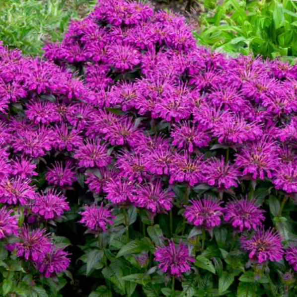 Sugar Buzz® Grape Gumball Bee Balm (Monarda &