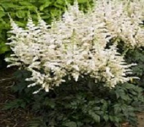 Vision In White Astilbe (Astilbe vision &