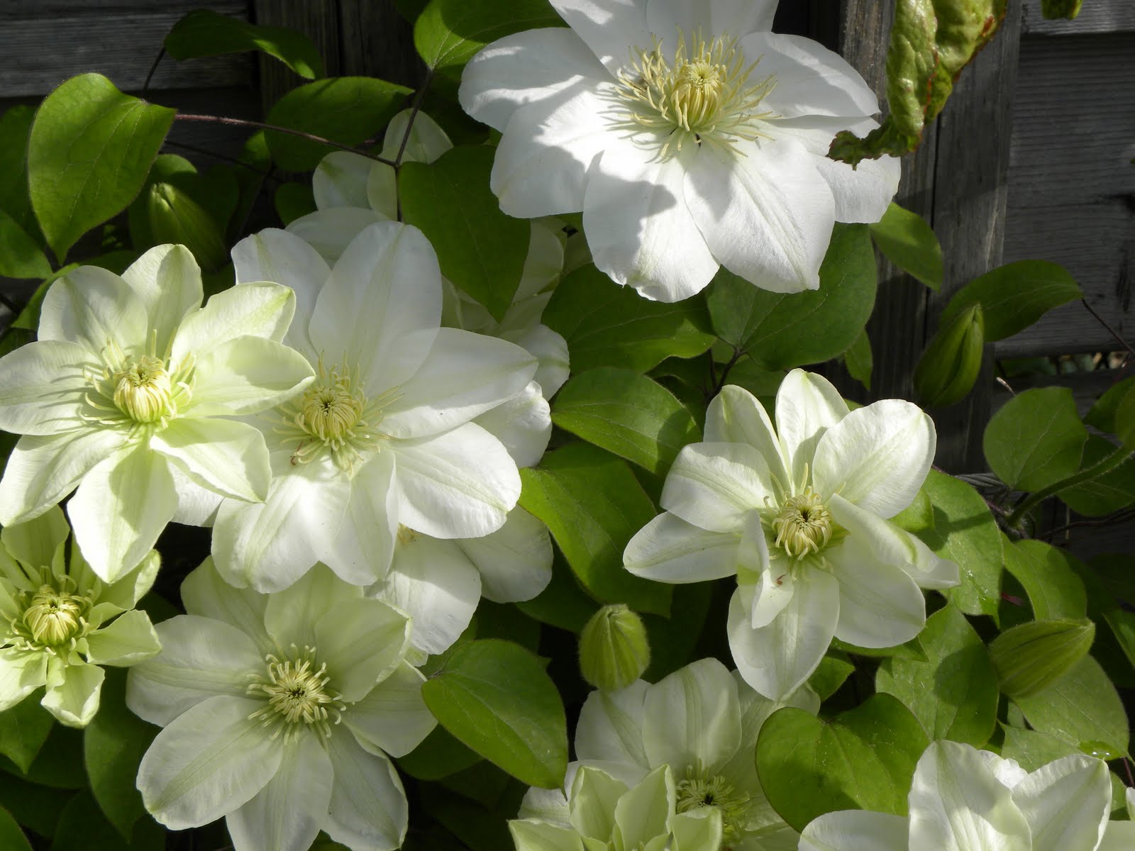 Guernsey Cream Clematis (Clematis guernsey &