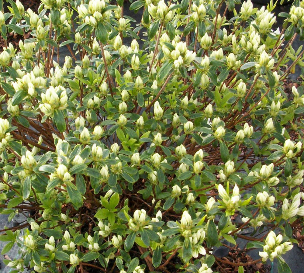 Cascade Azalea (Azalea x &