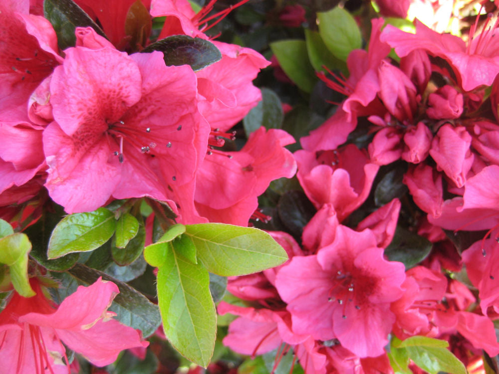 Renee Michelle Azalea (Azalea x &