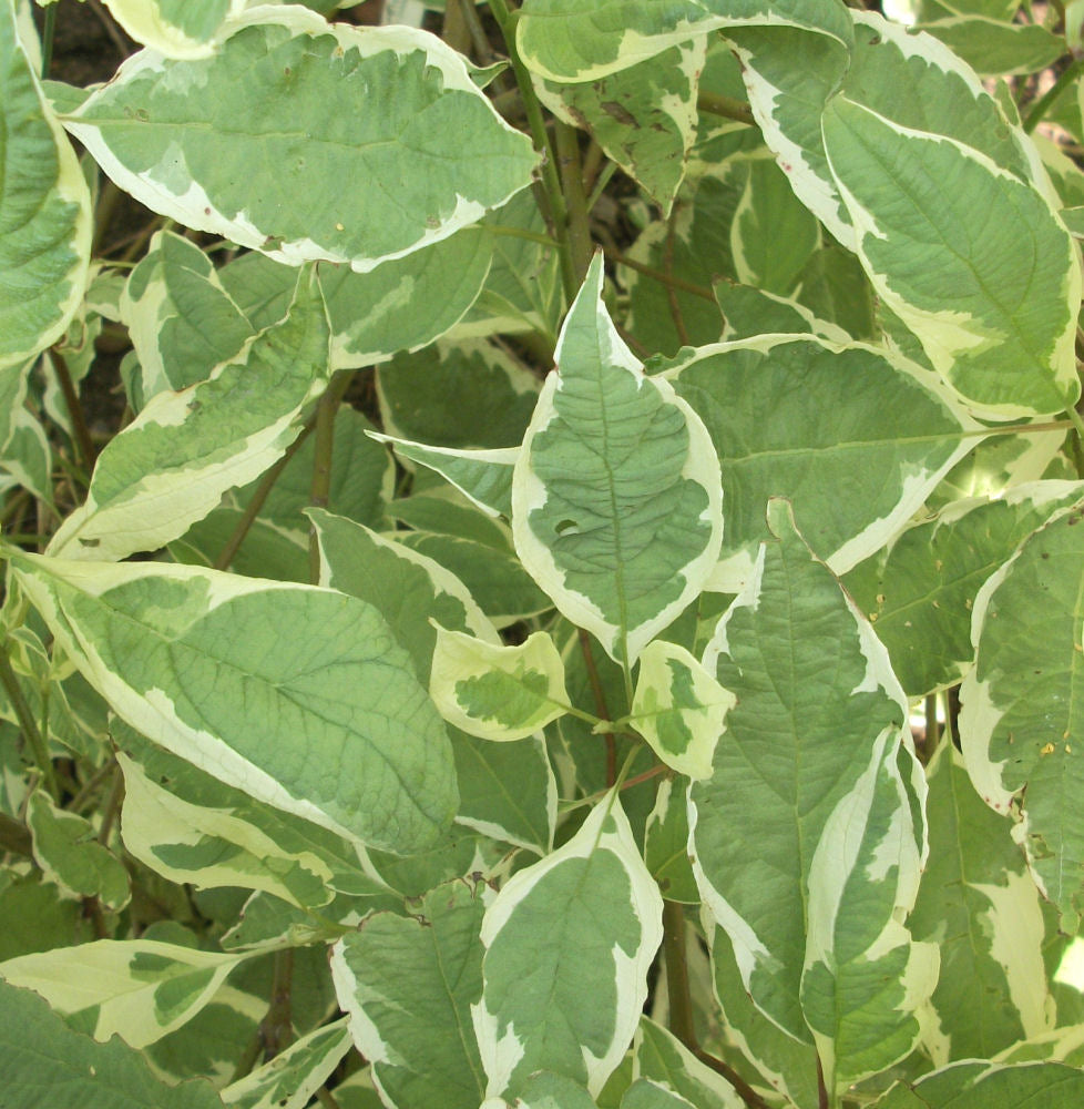 Ivory Halo® Dogwood (Cornus alba &