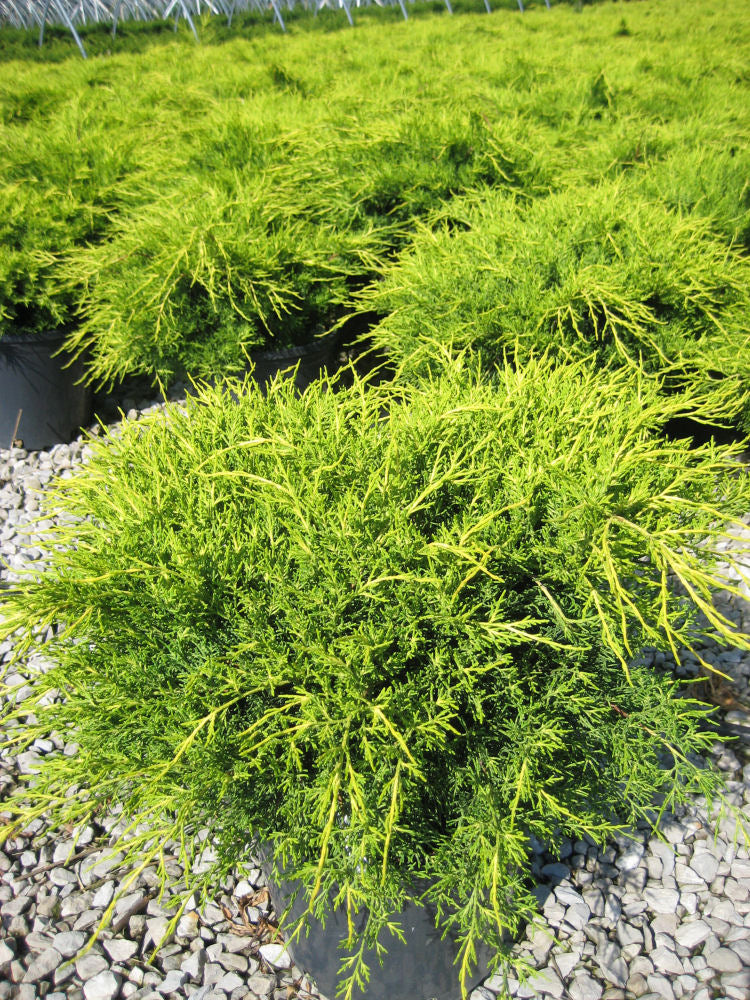 Old Gold Juniper (Juniperus chinensis &