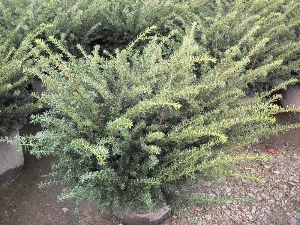Everlow Yew (Taxus x media &