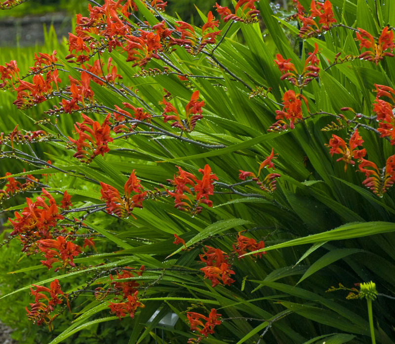 Lucifer Montbretia (Crocosmia x crocosmiiflora &