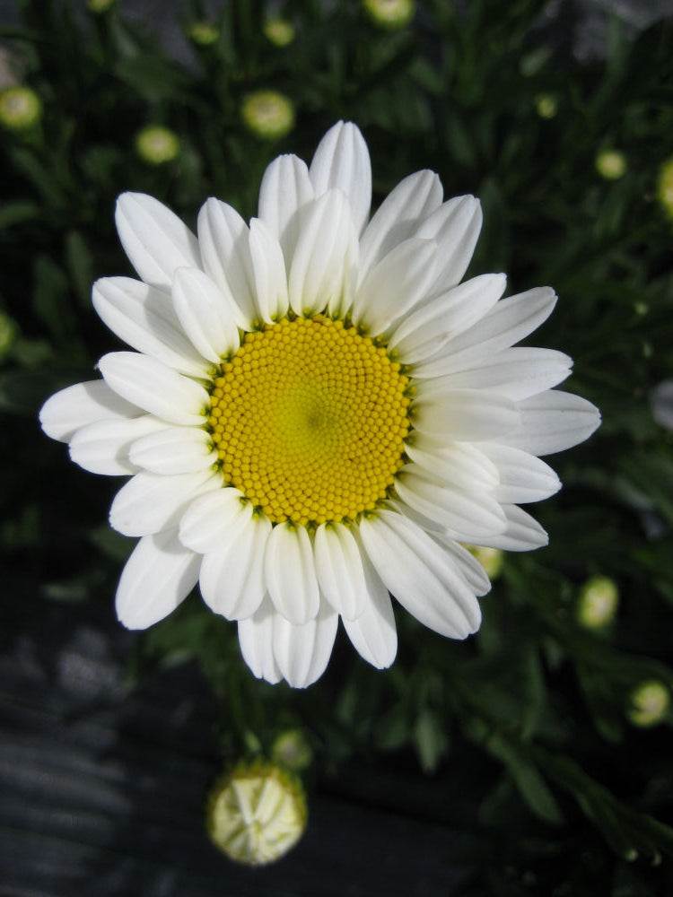 Becky Shasta Daisy (Leucanthemum x superbum &
