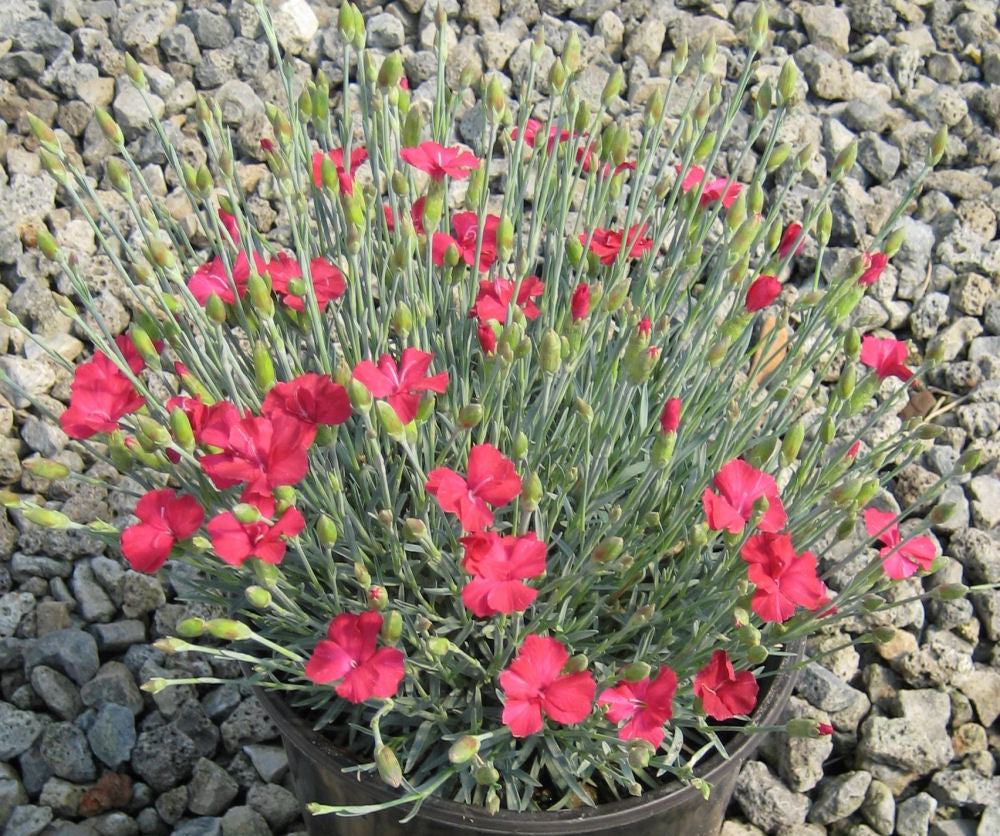Frosty Fire Pinks (Dianthus gratianopolitanus &