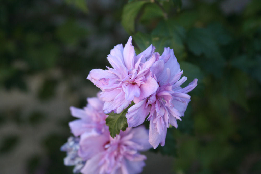 Blushing Bride Rose of Sharon (Hibiscus syriacus &