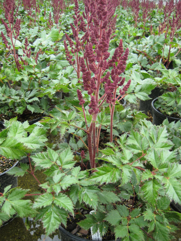 Vision In Red Astilbe (Astilbe chinensis &