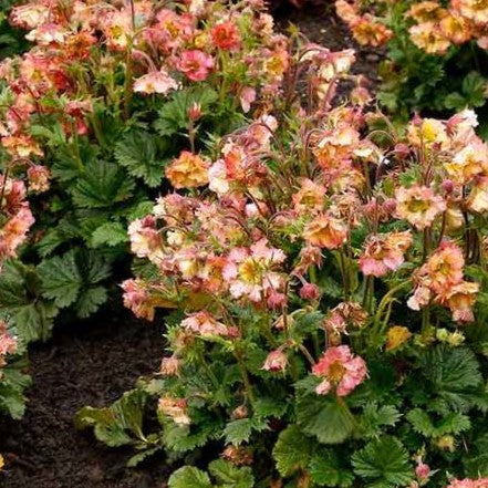 Geum Pretticoats™ Peach (Geum pretticoats &
