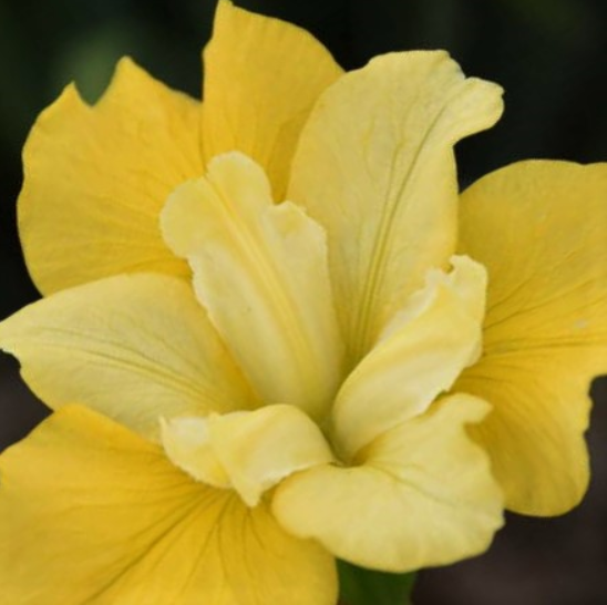 Sunfisher Siberian Iris (Iris siberica &