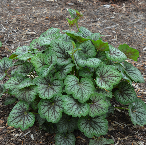 Green Spice Coral Bells (Heuchera americana &
