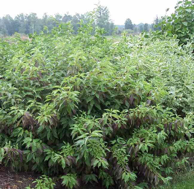 Red Gnome® Siberian Dogwood (Cornus alba &