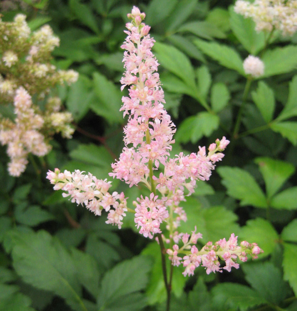 Rheinland Astilbe (Astilbe japonica &