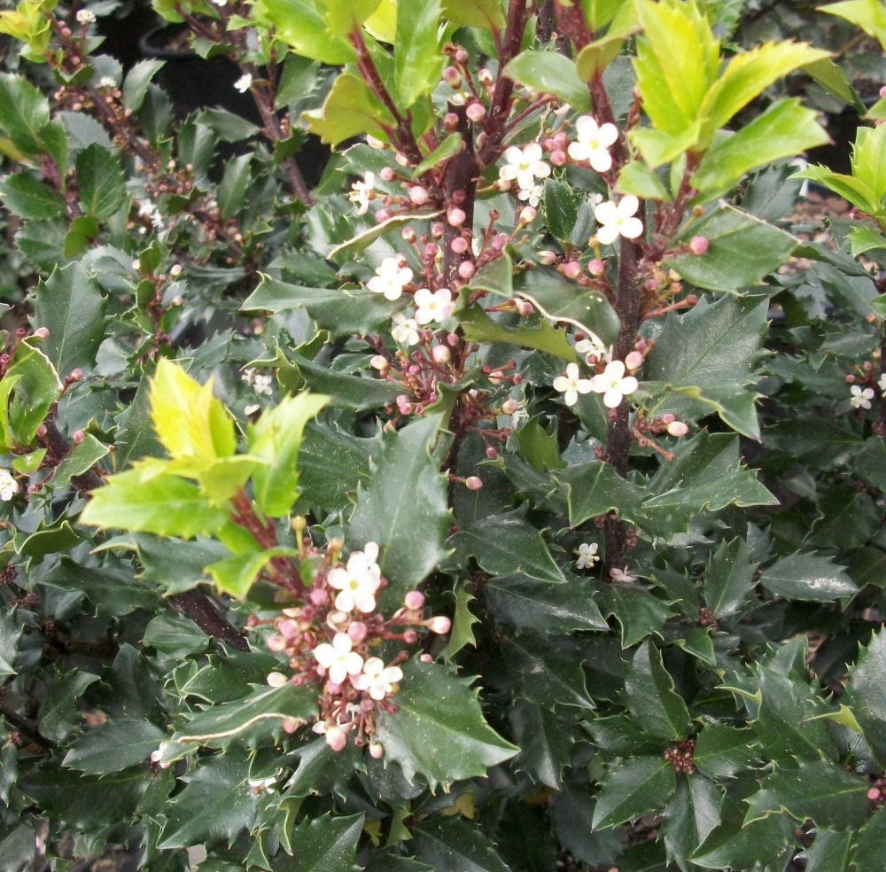 Blue Prince™ Meserve Holly (Ilex x meserveae &