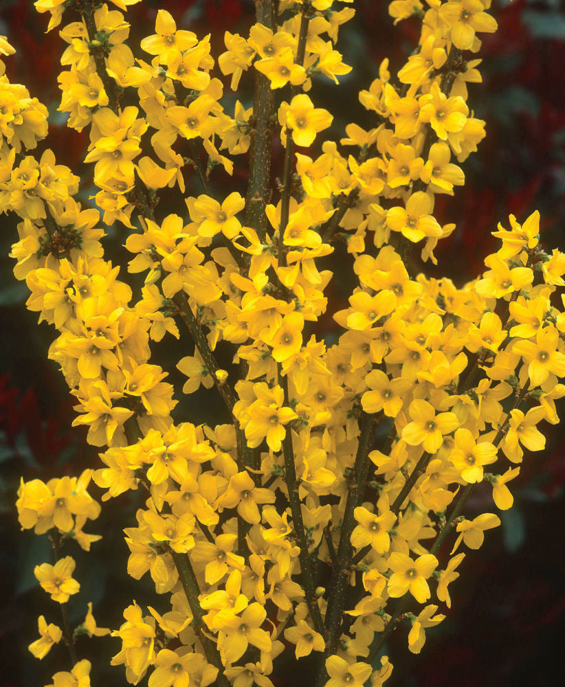 Show Off® Forsythia (Forsythia x intermedia &