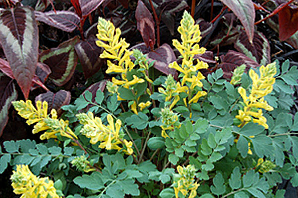 Canary Feathers® Fumewort (Corydalis canary &