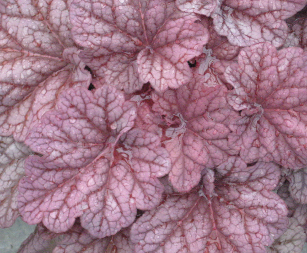 Berry Smoothie Coral Bells (Heuchera &