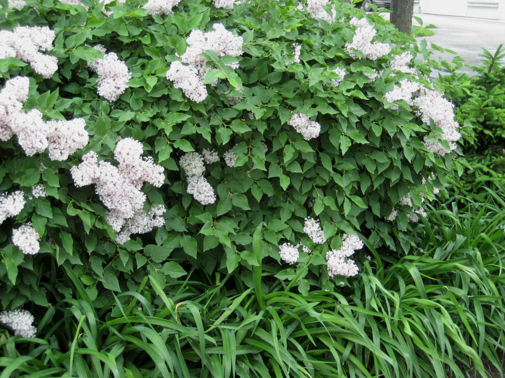 Miss Kim Lilac (Syringa patula &