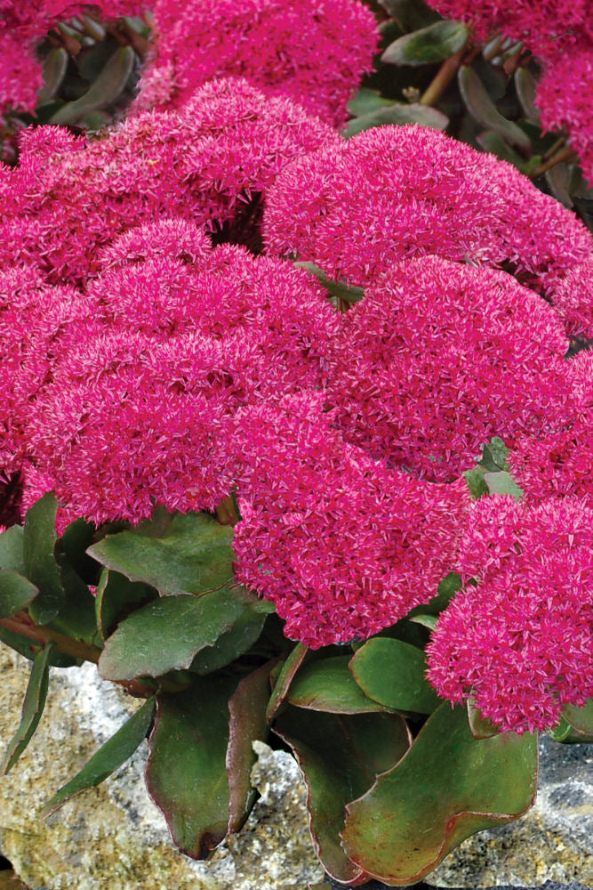 Birthday Party Stonecrop (Sedum birthday &