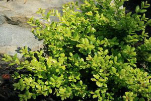 Drops of Gold Japanese Holly (Ilex crenata &
