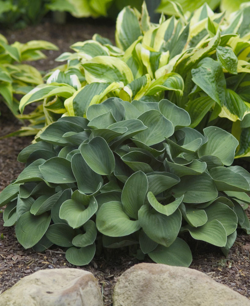 Blue Mouse Ears Plantain Lily (Hosta blue &