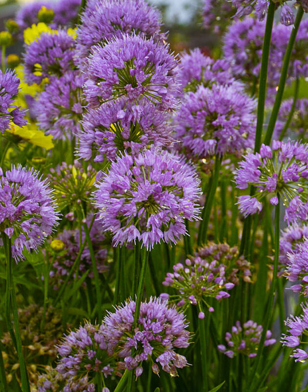 Millenium Ornamental Onion (Allium millenium &