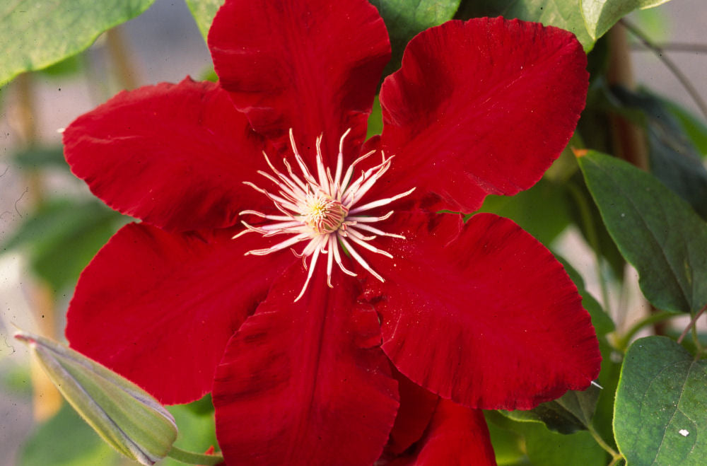 Rebecca™ Clematis (Clematis rebecca &