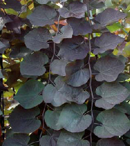 Ruby Falls Weeping Redbud (Cercis canadensis &
