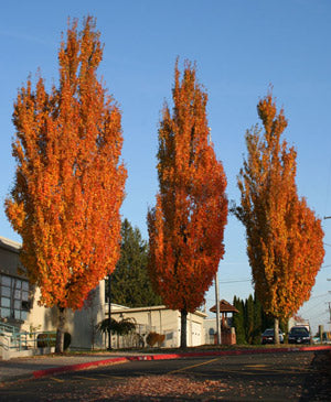 Armstrong Red Maple (Acer rubrum &