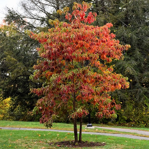 Sassafras (Sassafras albidum) - 3 gallon