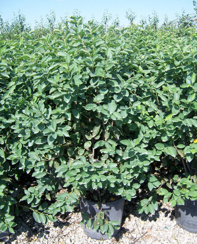 Autumn Brilliance® Serviceberry (Amelanchier x grandiflora &